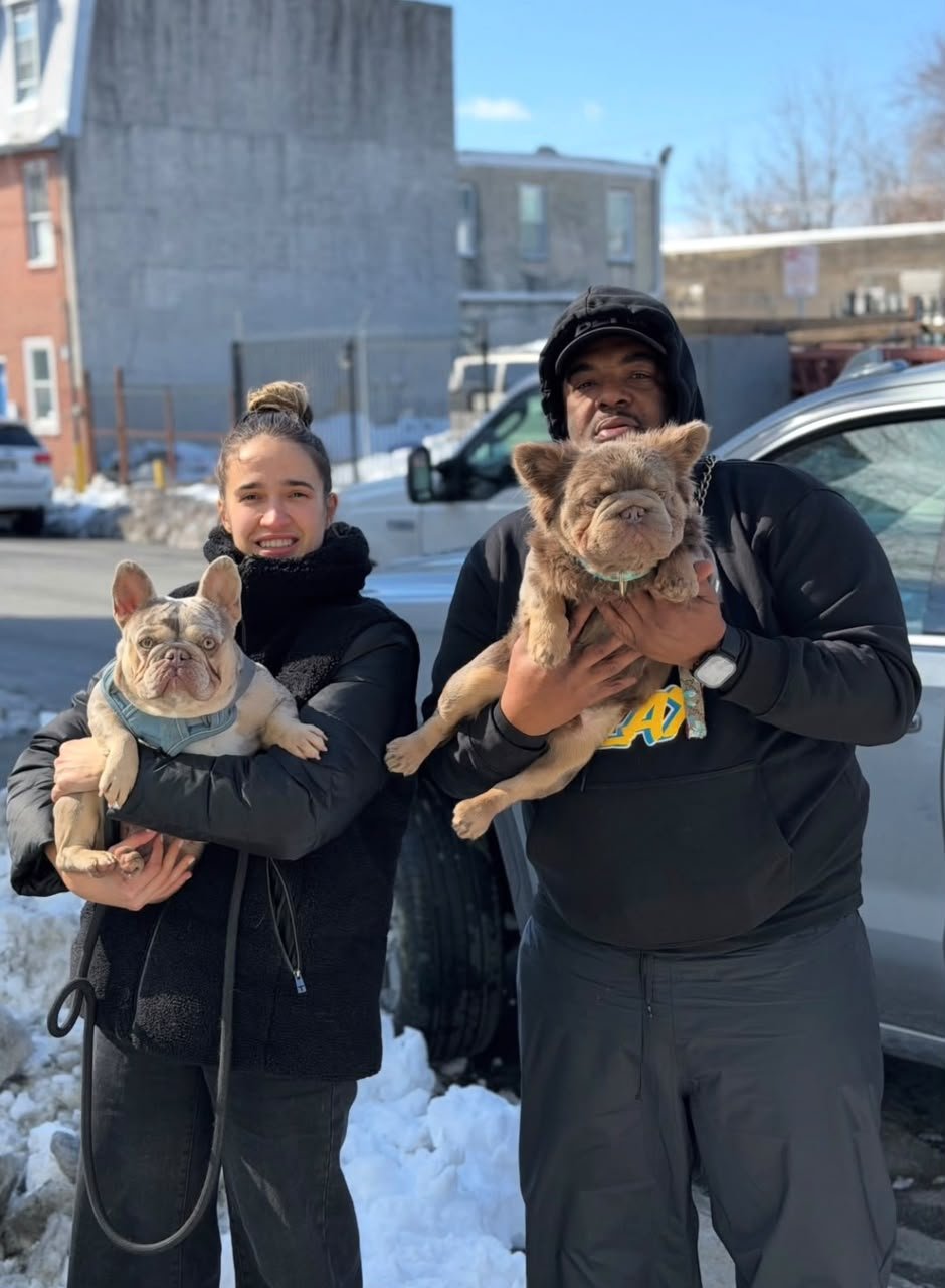 gabby - English Bulldog puppy